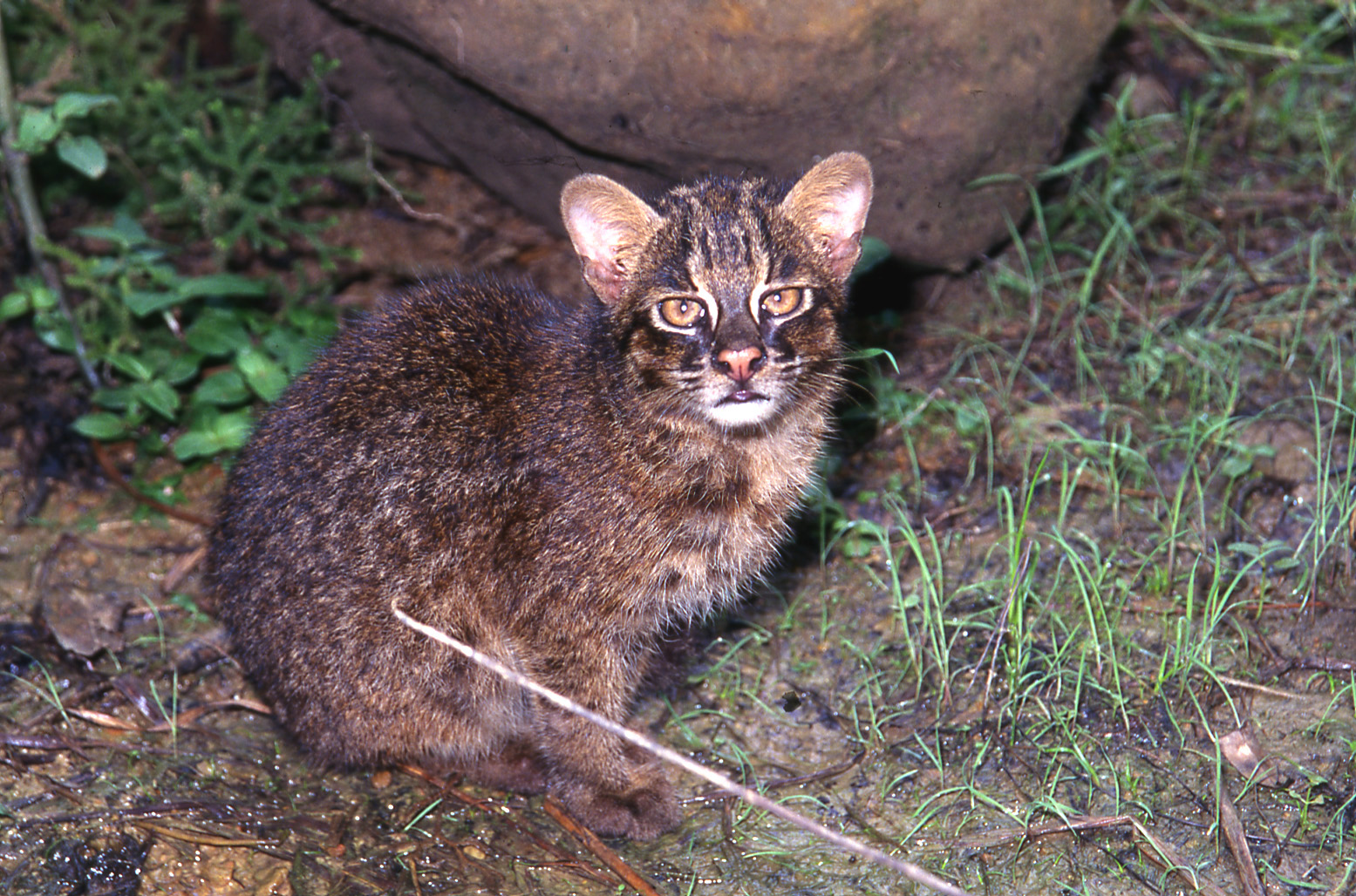 A captive Iriomote cat